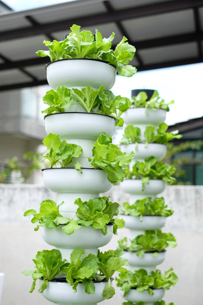 HAVVA modular vertical growing towers in cultivation