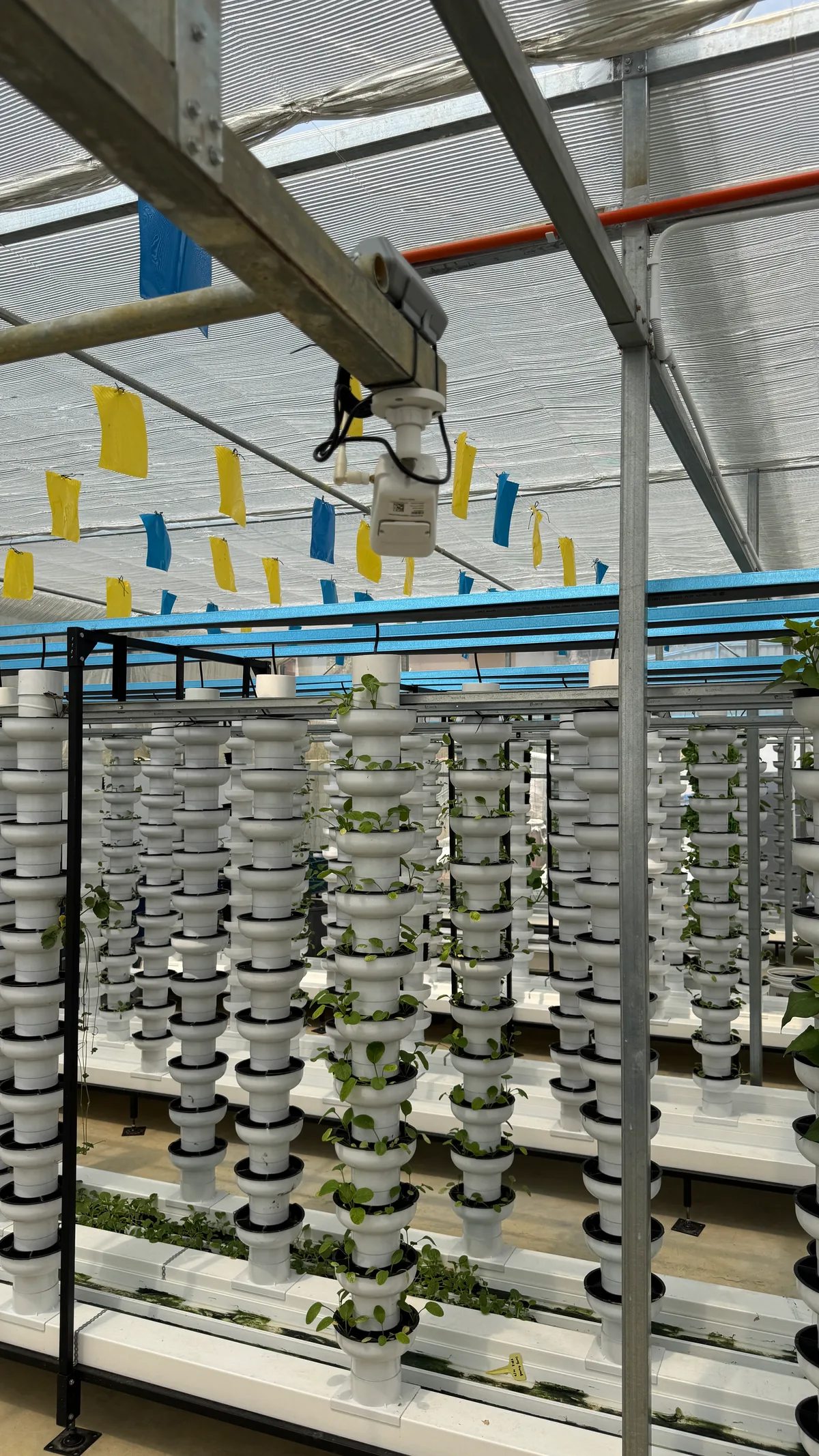 HAVVA vertical towers installed on RDP pipes, with nursery troughs between the growing rows