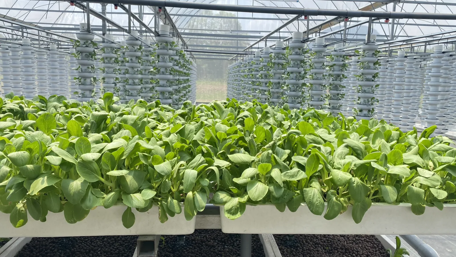 Commercial Farm Gopeng with mature leafy vegetables and HAVVA vertical growing systems