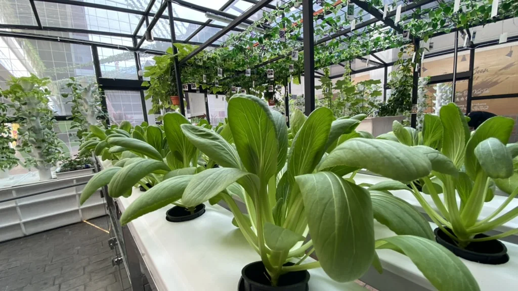 Mature leafy vegetables growing inside Gamuda Land Farm By The Quay at Quayside Mall