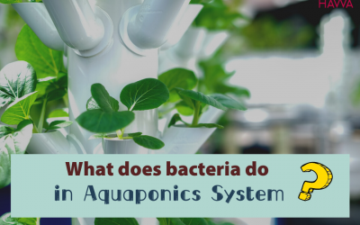 The importance of nitrifying bacteria to your aquaponics system