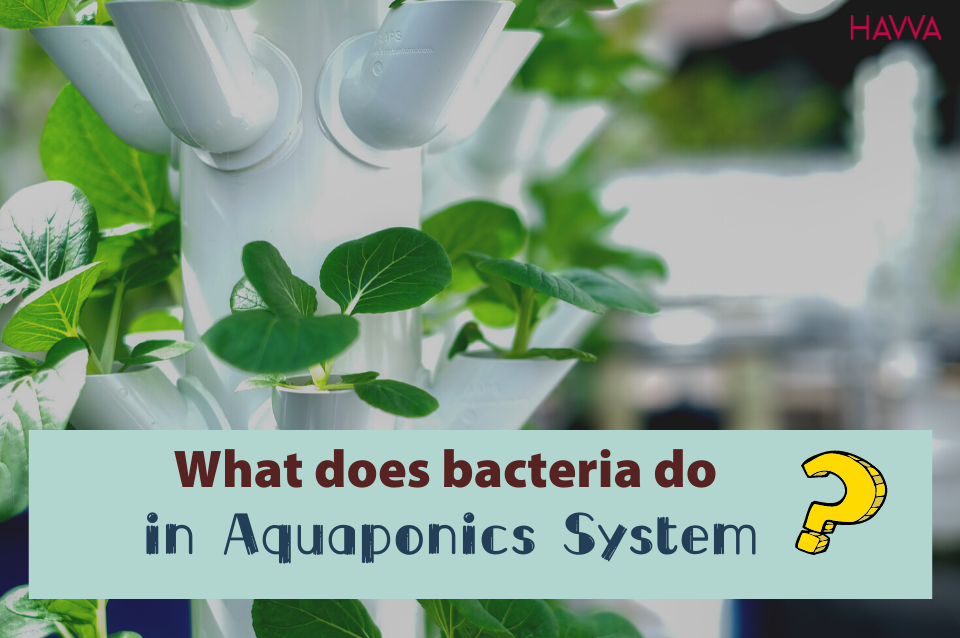The importance of nitrifying bacteria to your aquaponics system