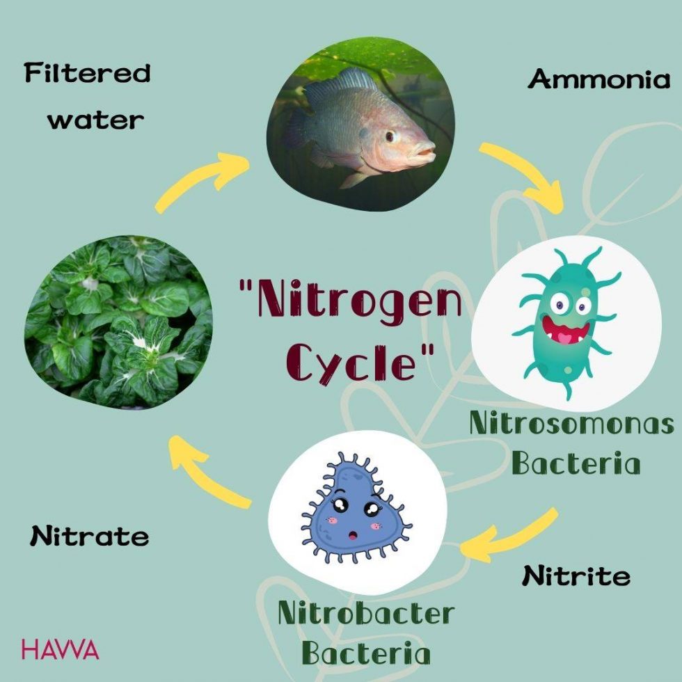 How to convert ammonia to nitrate in aquaponics How Often Do You Flood an Aquaponics Grow Bed?