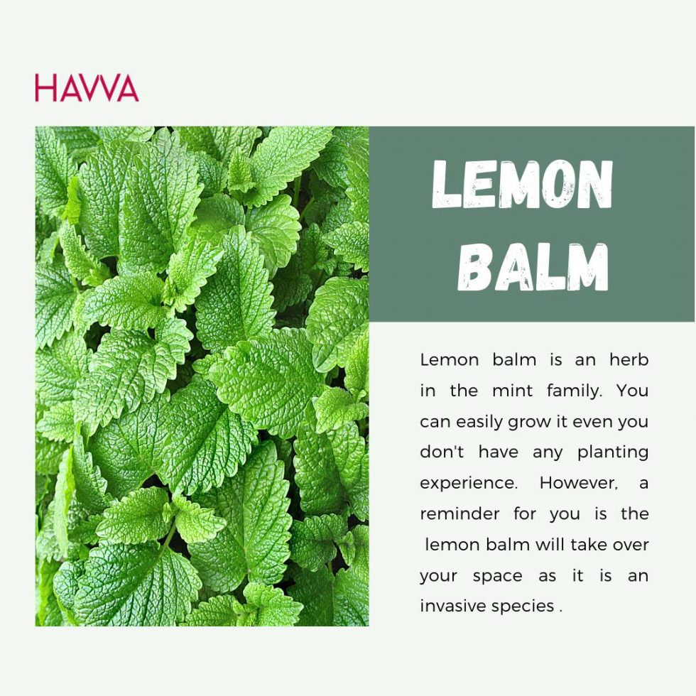 Best 8 types of mosquito repellent plants for everyone