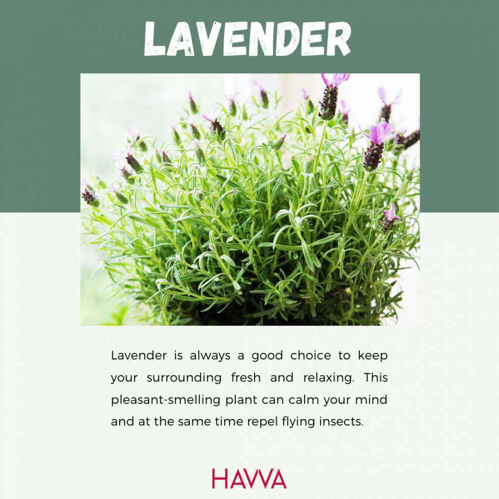 Best 8 types of mosquito repellent plants for everyone