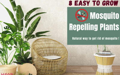 Best 8 types of mosquito repellent plant