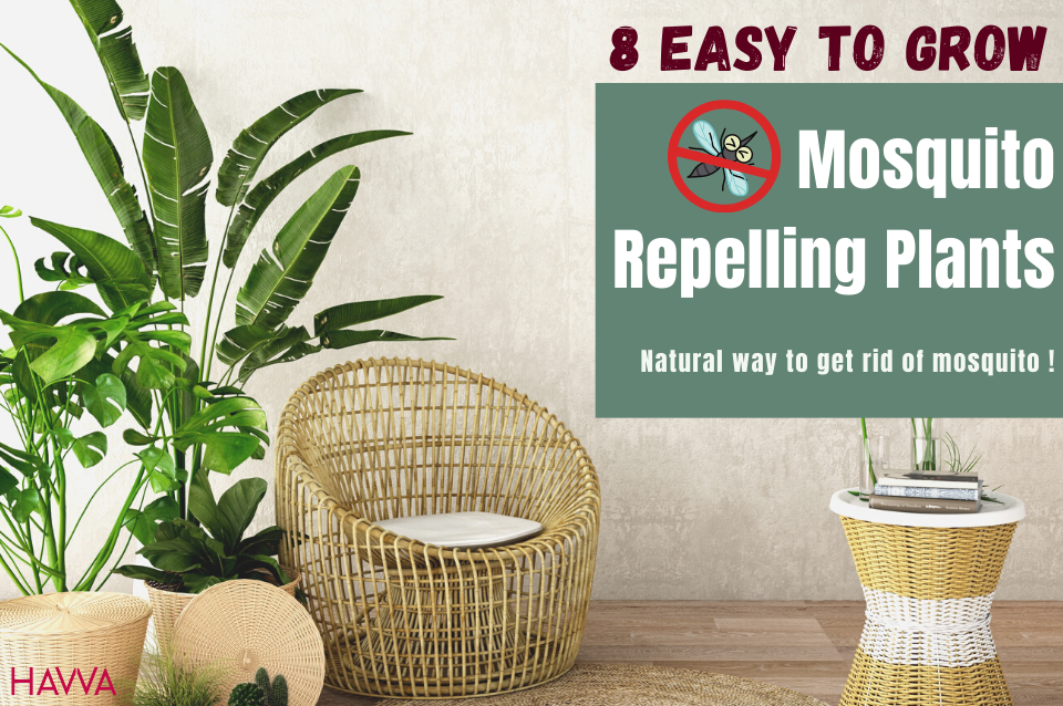 Best 8 types of mosquito repellent plant
