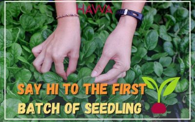 HAVVA collaborate with Gamuda Land to build the first urban farm in  Quayside Mall at Selangor – Part 3