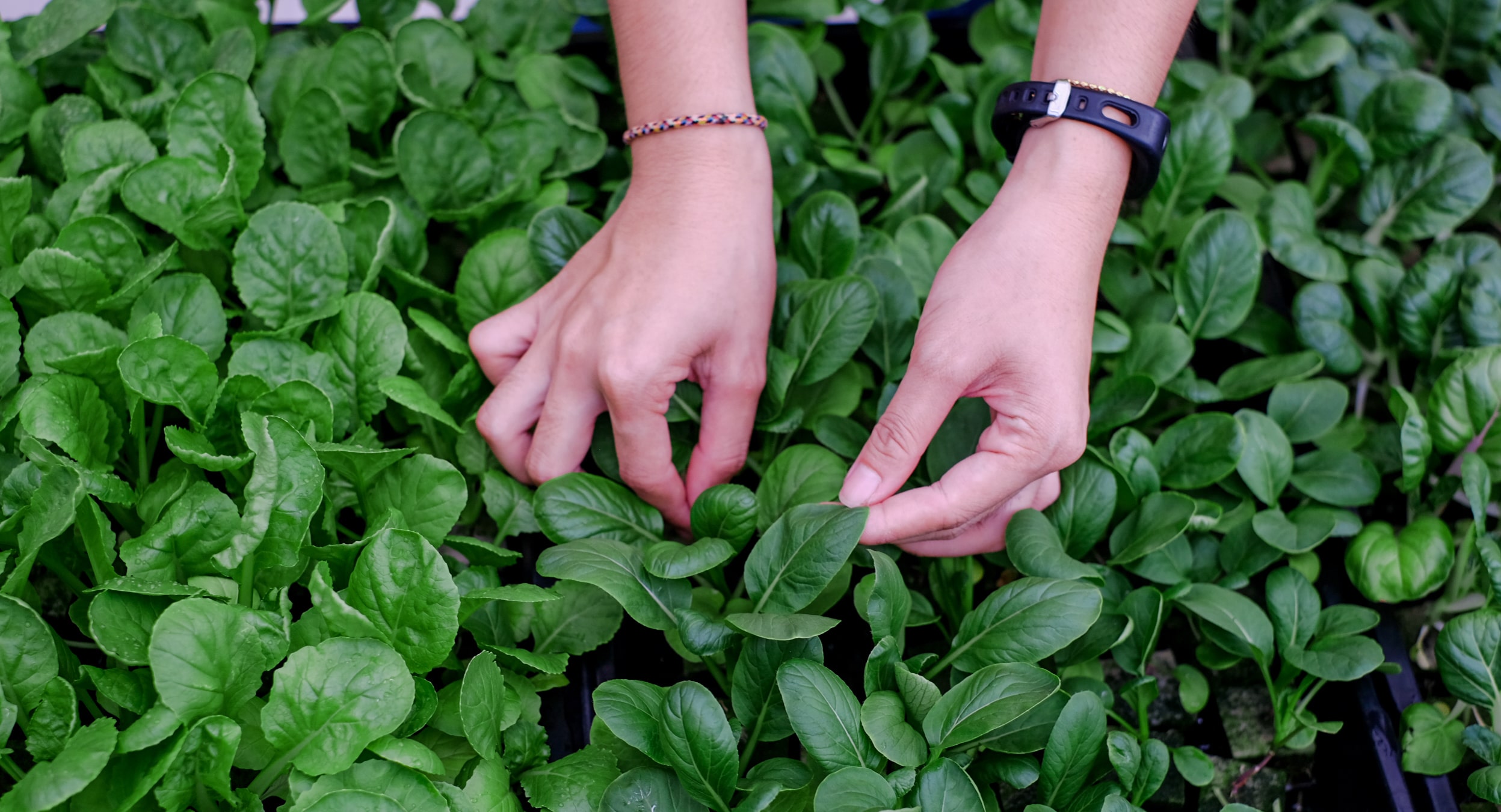 Urban Farming