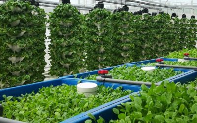 Malaysia First Farm To Table Chinese Restaurant by using HAVVA Technology