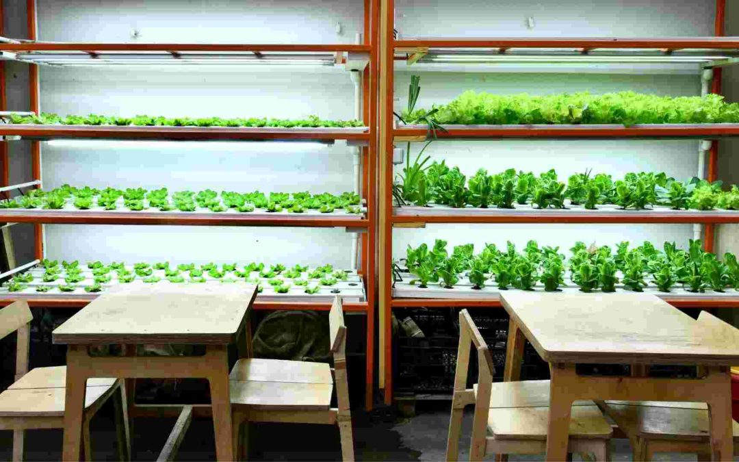 Why Indoor Urban Farming Is Not Suitable in Malaysia