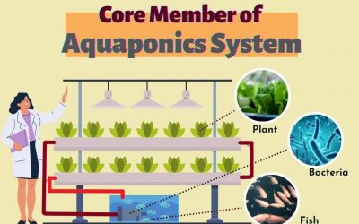 What’s Aquaponics and how does it work?