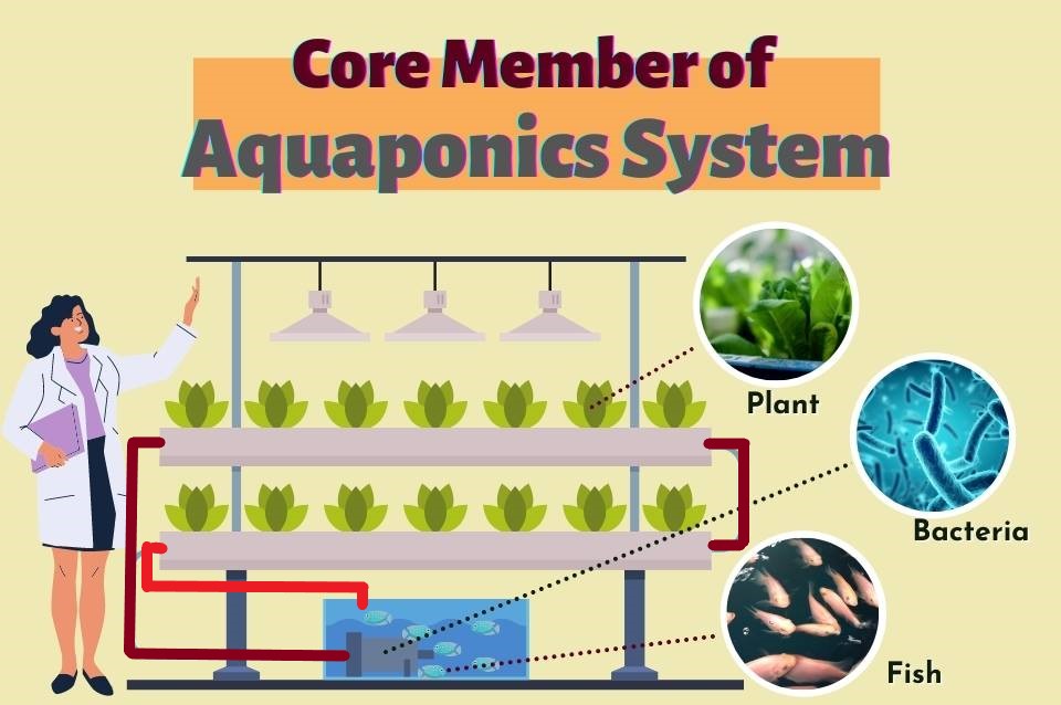 What’s Aquaponics and how does it work?