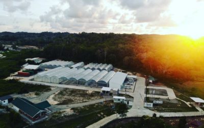 How Does A Commercial Urban Farm Look Like