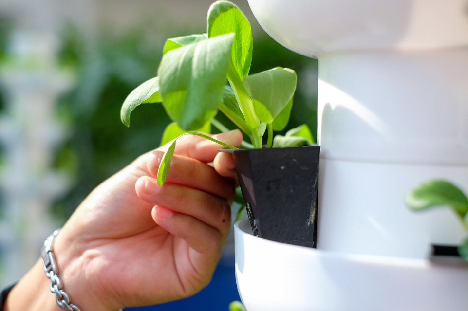 5 Exciting Reasons To Start Urban Home Farming Today
