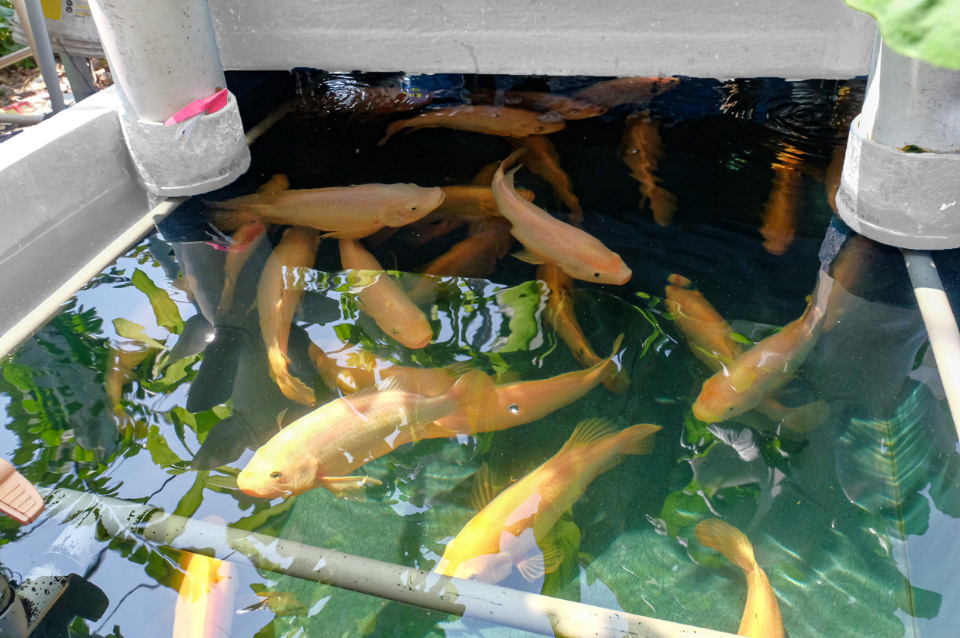 aquaponics home farming